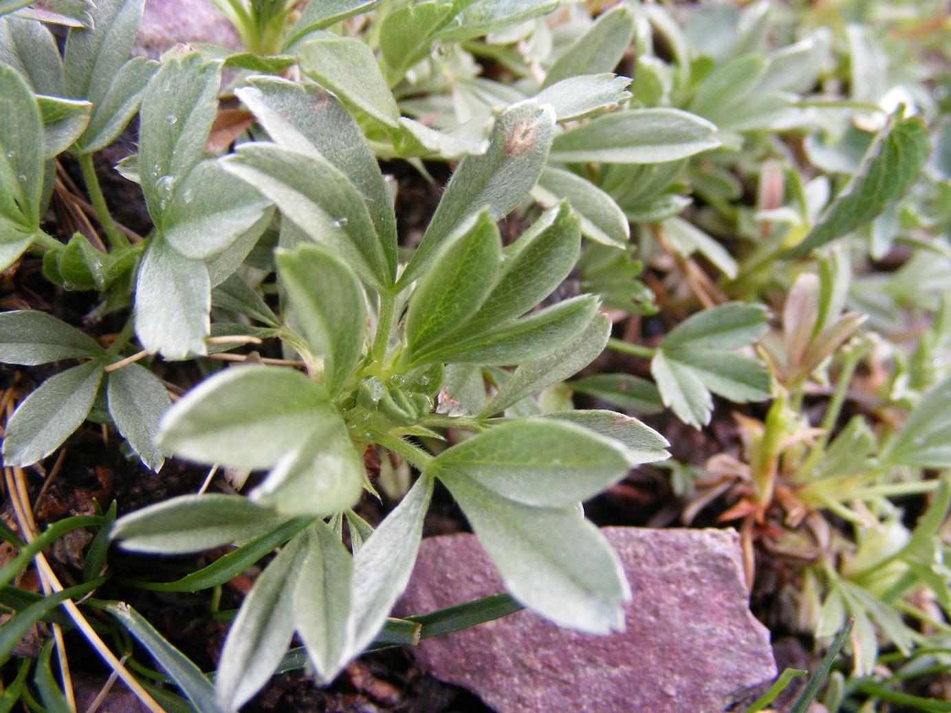 Potentilla nitida (e P. caulescens)